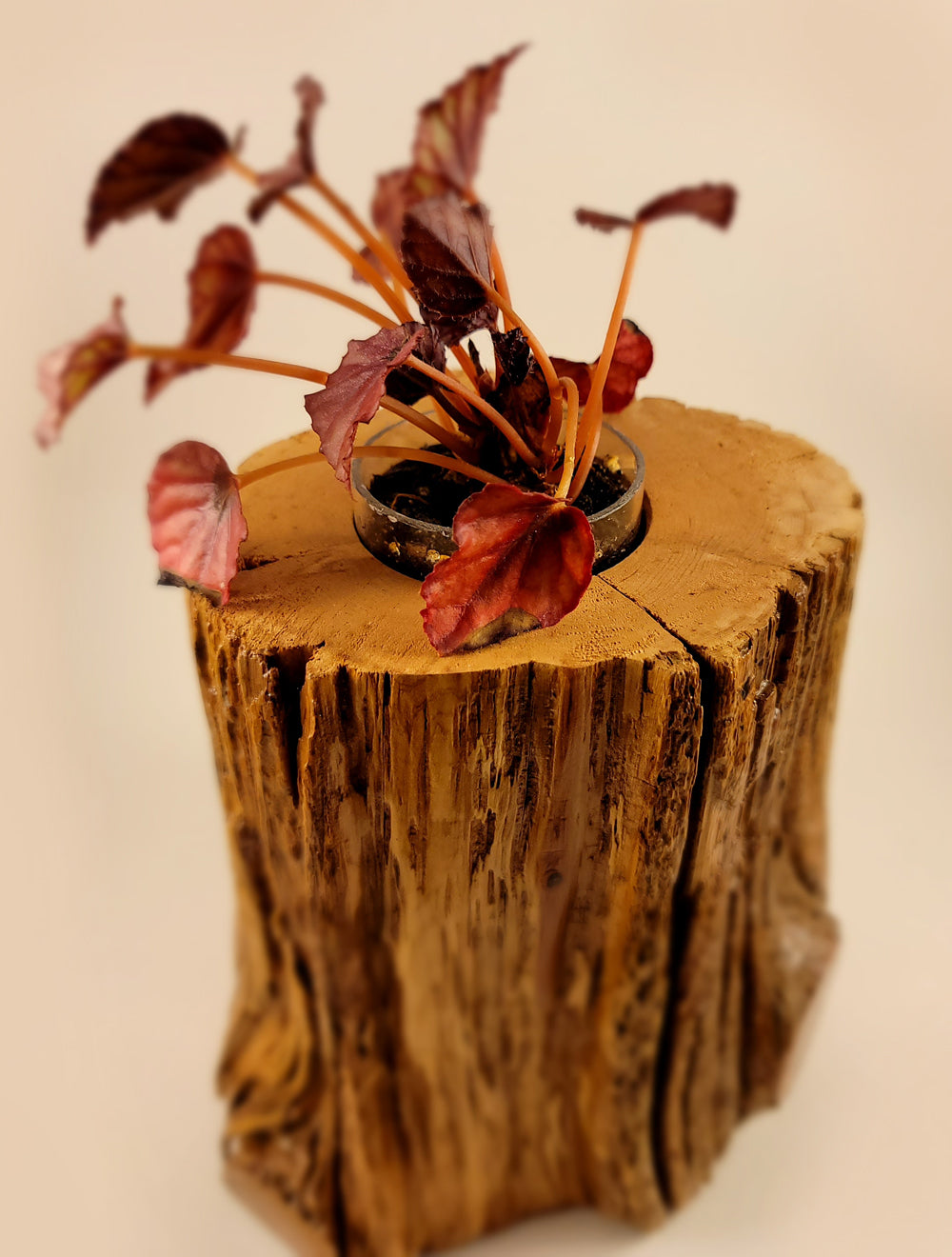 Rustic and Elegant Cedar Wood Planter Enhancing Home Decor, Top