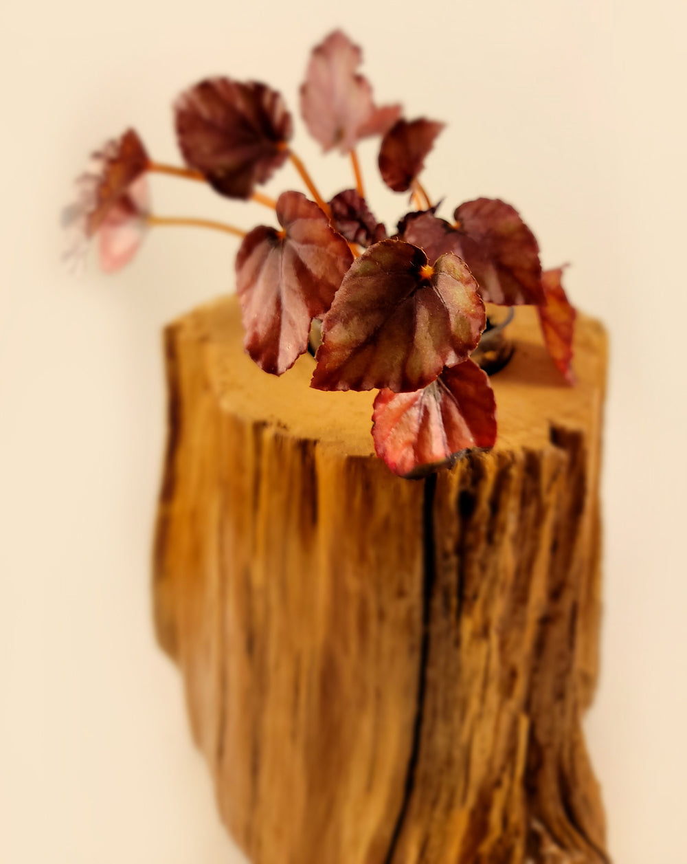 Rustic and Elegant Cedar Wood Planter Enhancing Home Decor, Plant Zoom