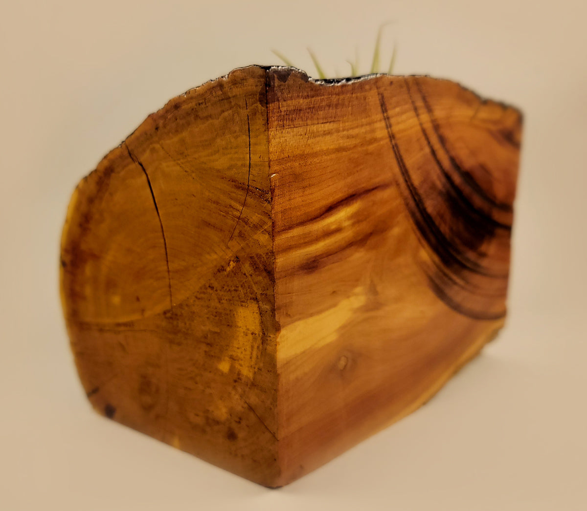 Handmade Dual Color Cedar Living Wood Planter