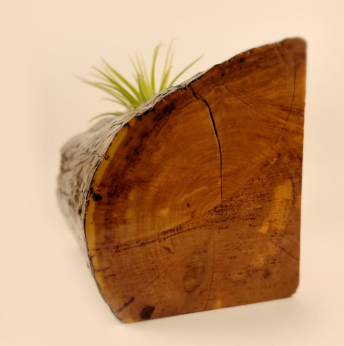 Handmade Dual Color Cedar Living Wood Planter