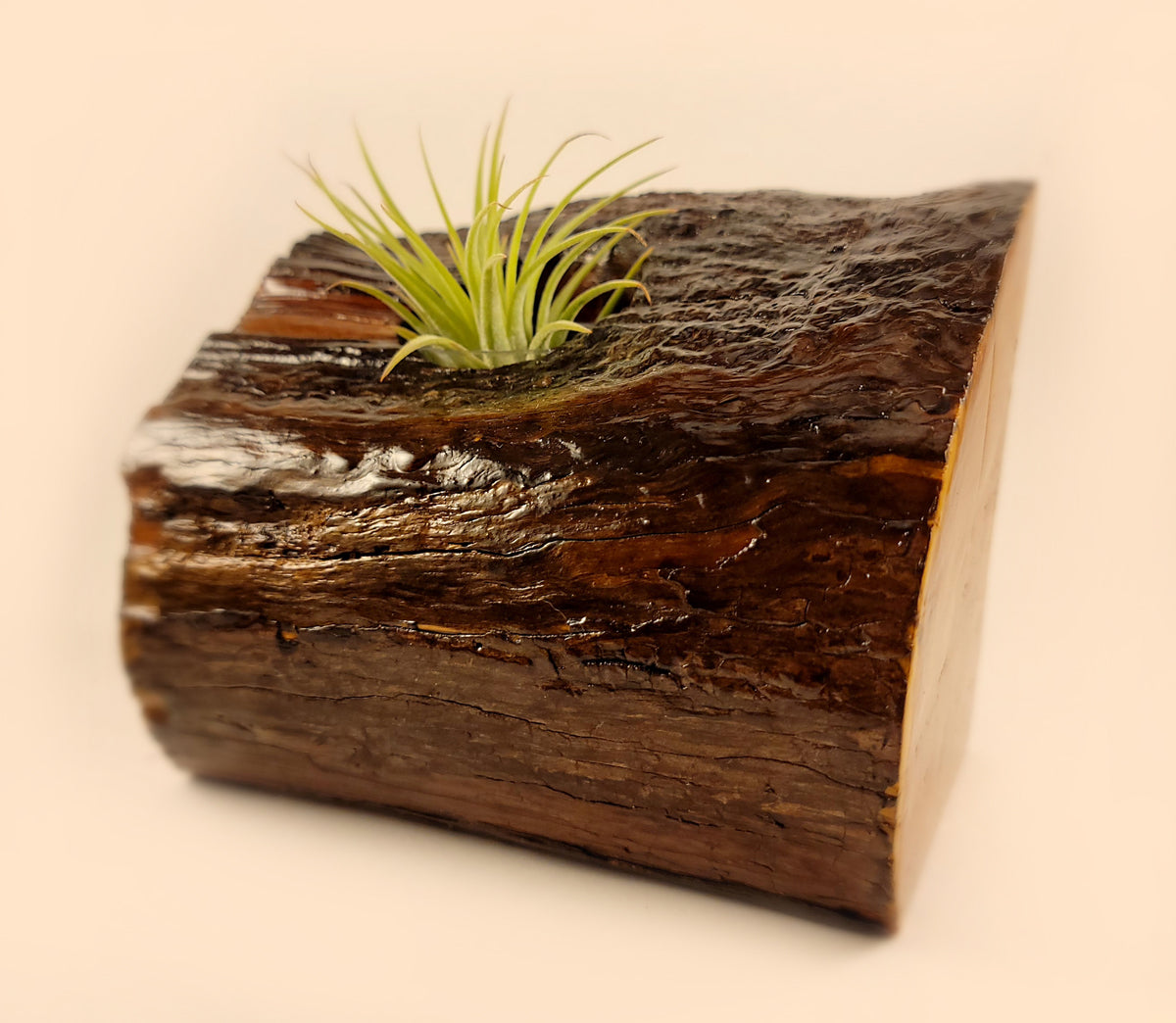 Handmade Dual Color Cedar Living Wood Planter
