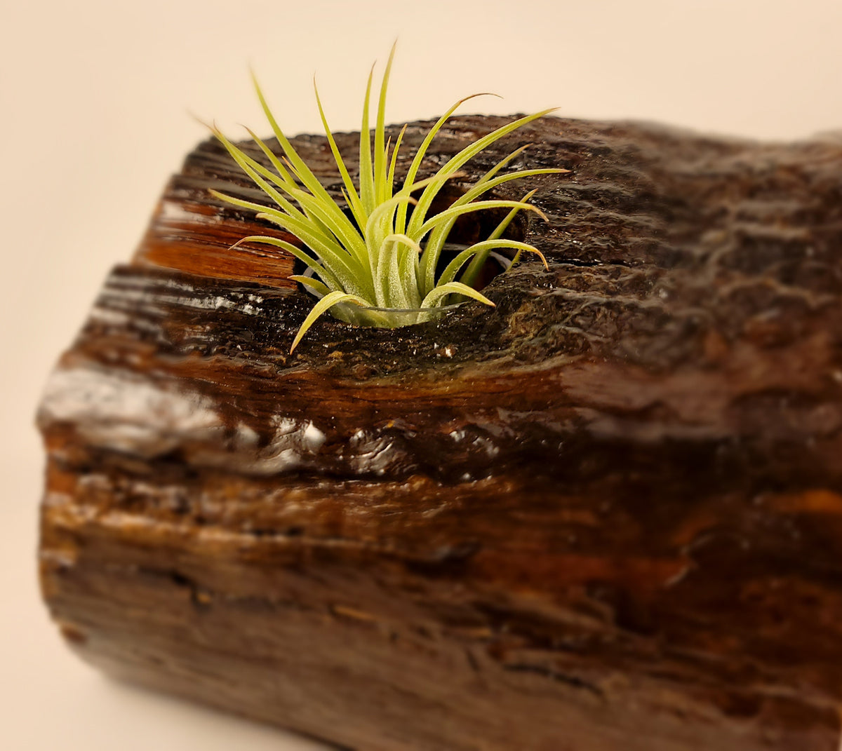Handmade Dual Color Cedar Living Wood Planter