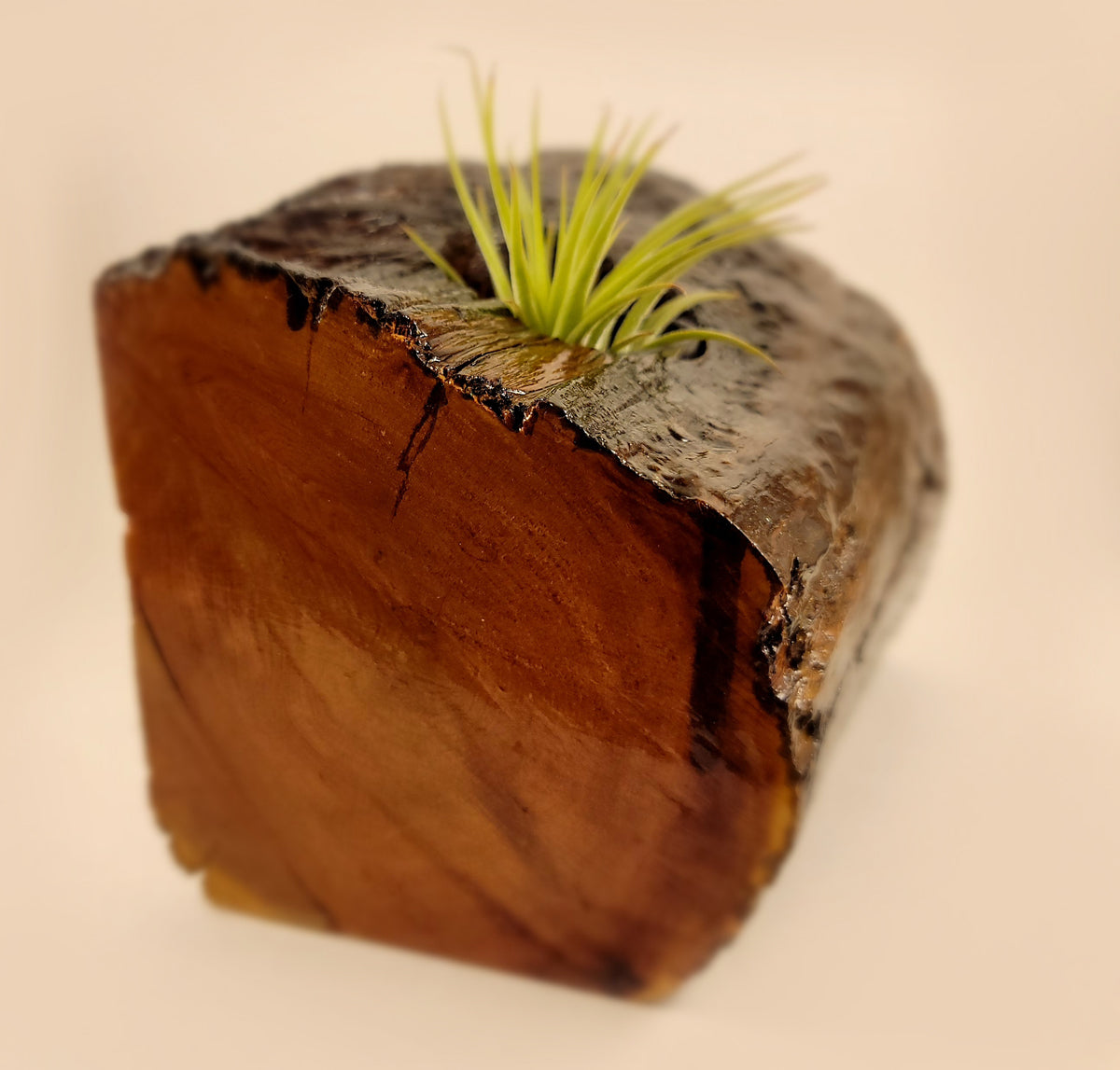 Handmade Dual Color Cedar Living Wood Planter