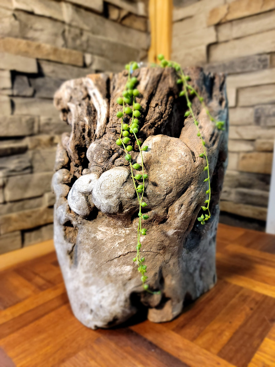 Long Island Sound Birch Driftwood Planter
