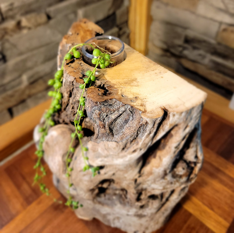 Long Island Sound Birch Driftwood Planter