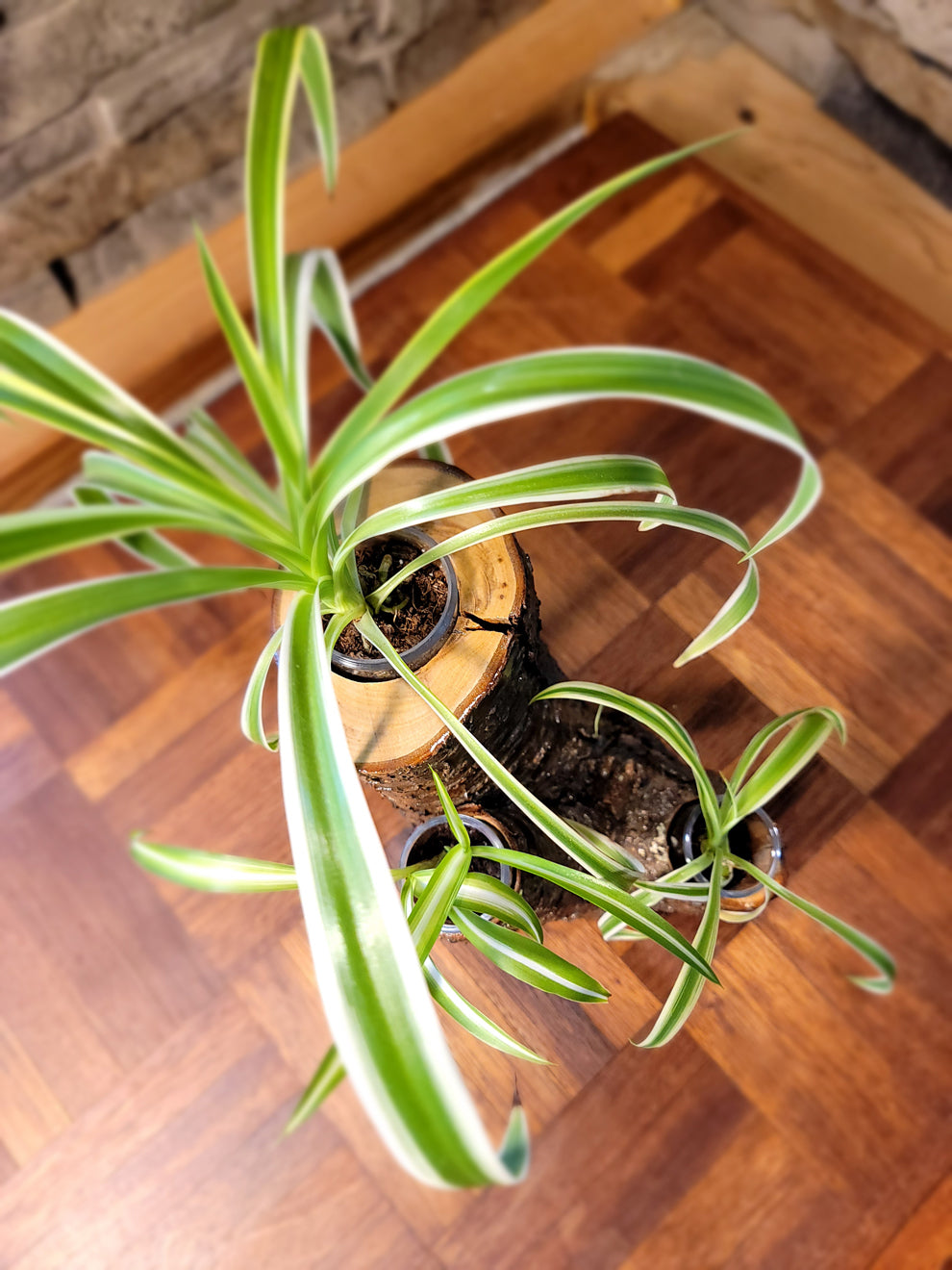 Handmade Tri-Plant Cedar Living Wood Planter