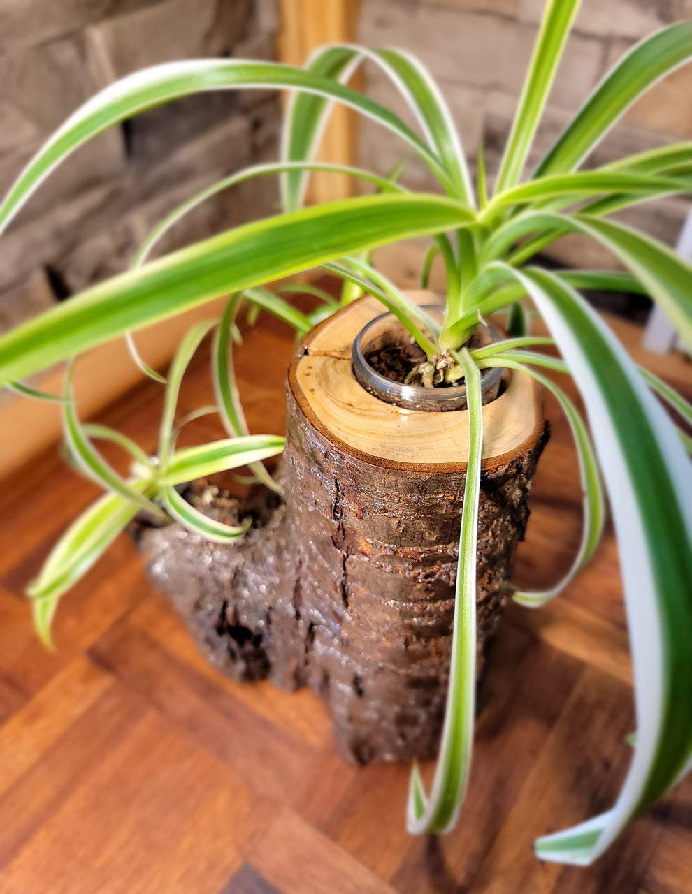 Handmade Tri-Plant Cedar Living Wood Planter