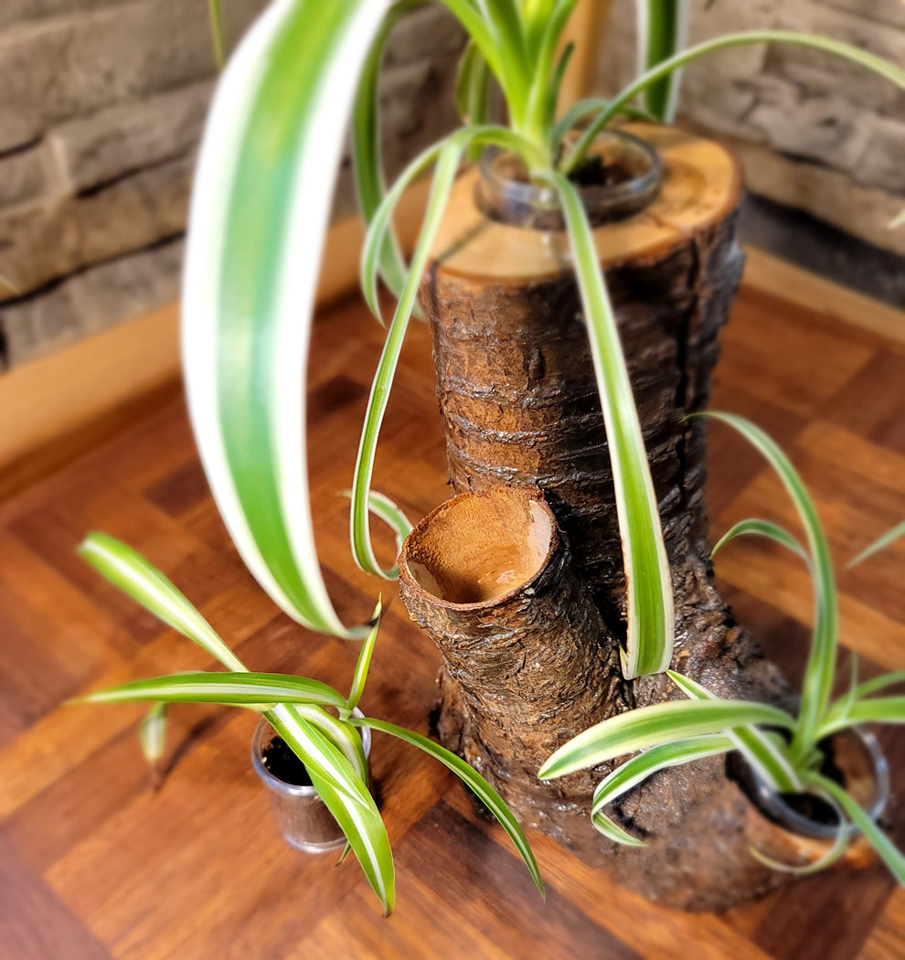 Handmade Tri-Plant Cedar Living Wood Planter