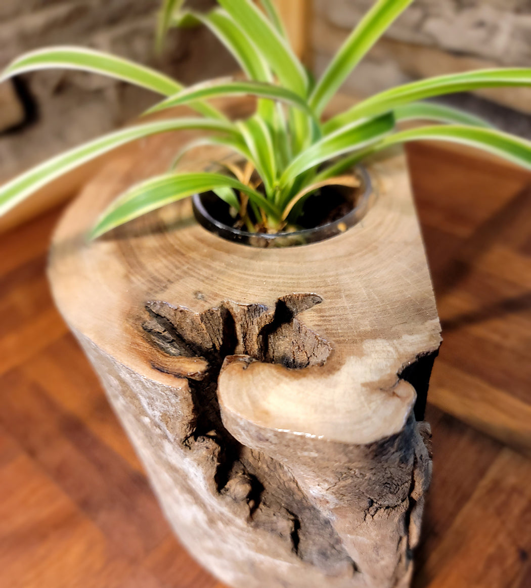 Long Island Sound Hand-Crafted Birch Driftwood Planter