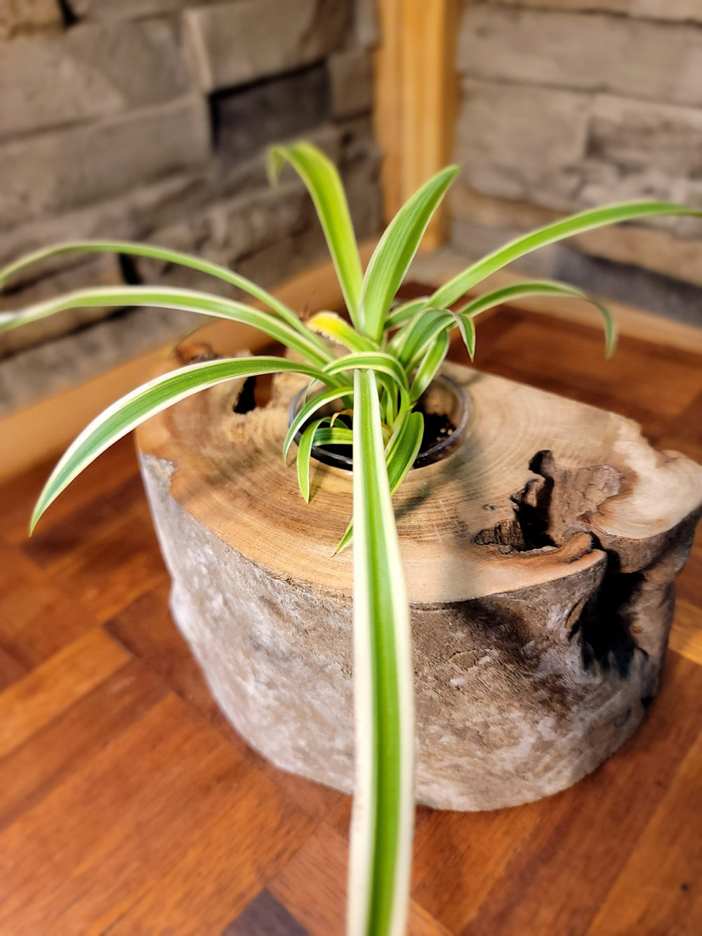 Long Island Sound Hand-Crafted Birch Driftwood Planter