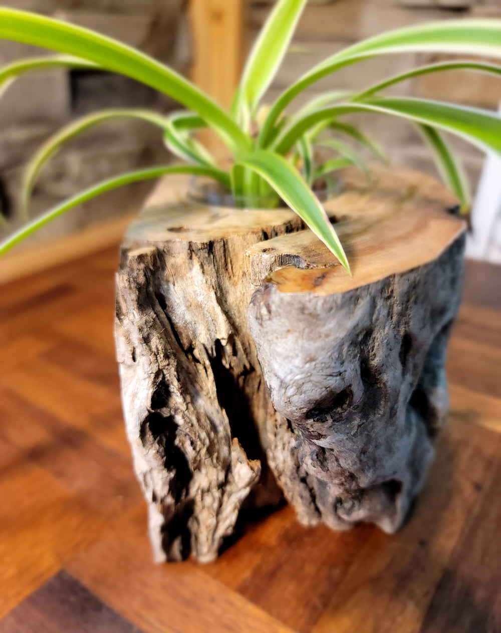 Long Island Sound Hand-Crafted Birch Driftwood Planter