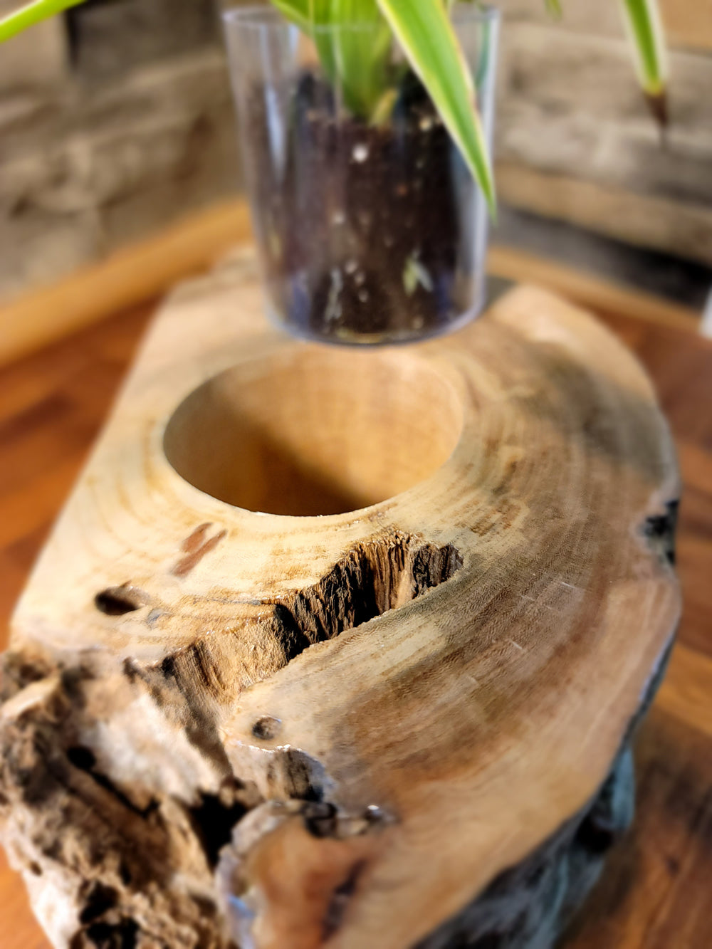 Long Island Sound Hand-Crafted Birch Driftwood Planter