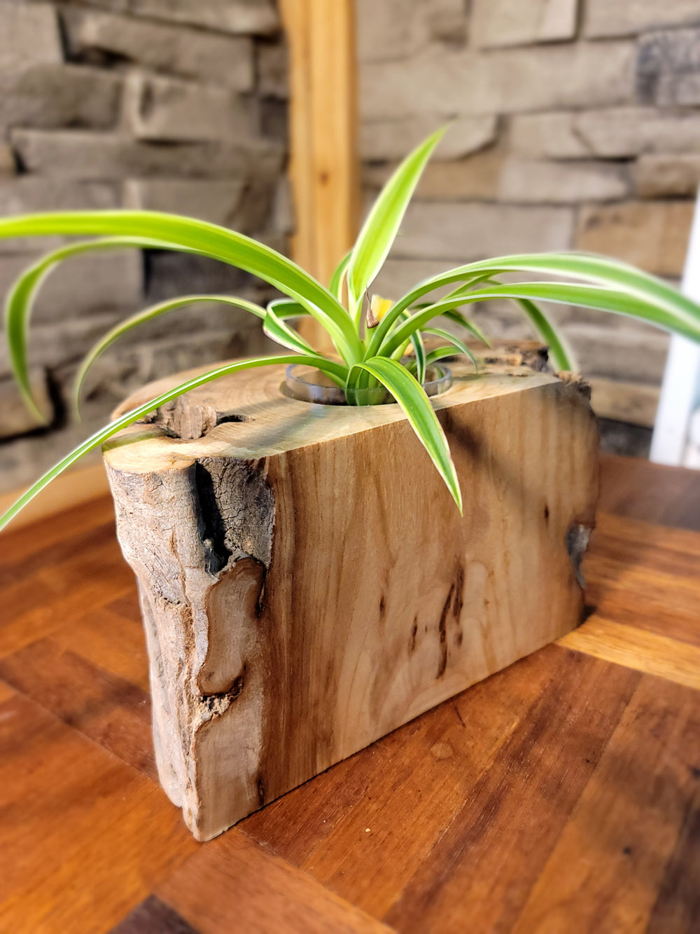 Long Island Sound Hand-Crafted Birch Driftwood Planter