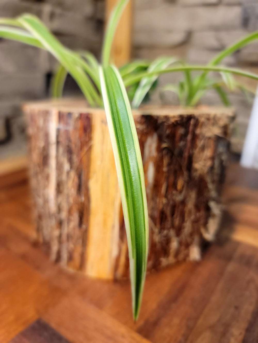 Triple Feathered Planter