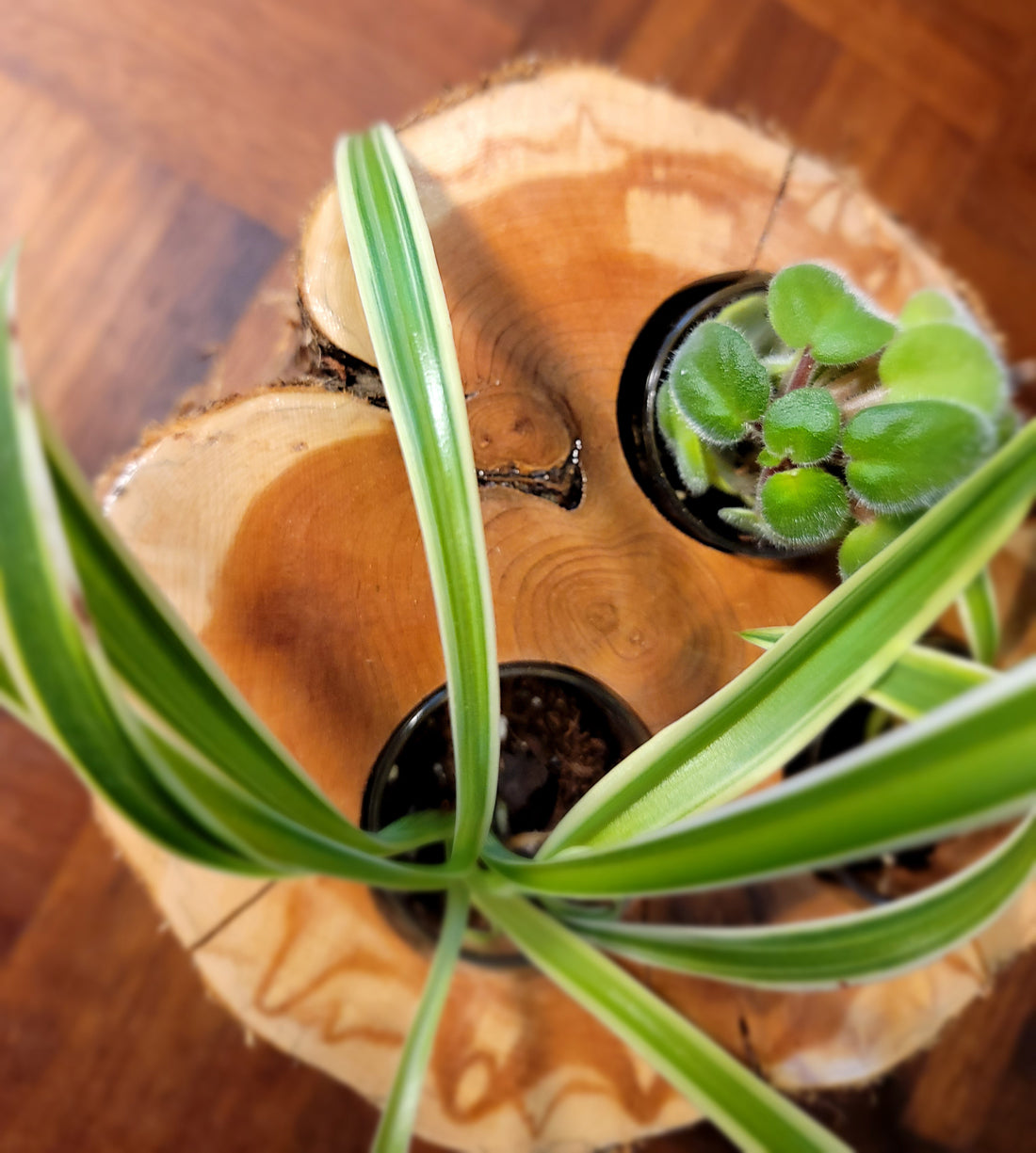 Triple Feathered Planter Zoom