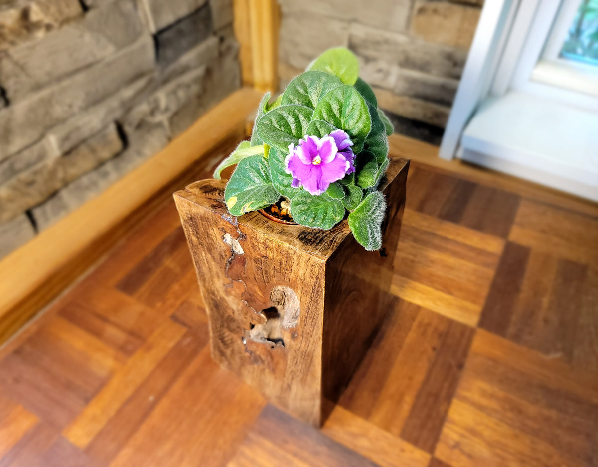 Long Island Sound Driftwood Birch Planter