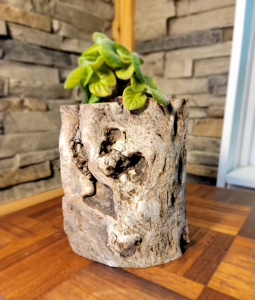 Long Island Sound Driftwood Birch Planter