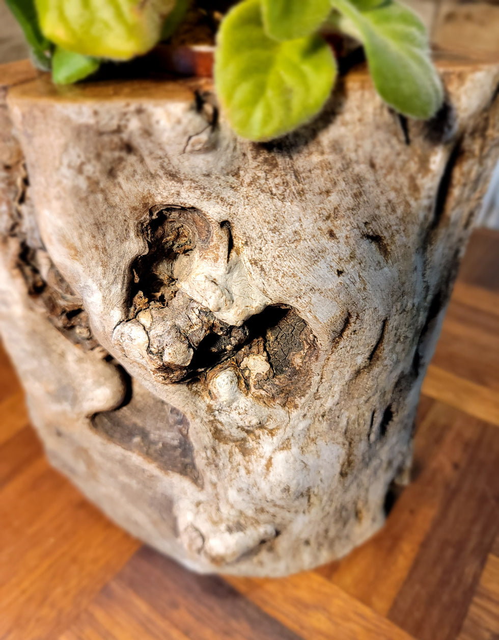 Long Island Sound Driftwood Birch Planter