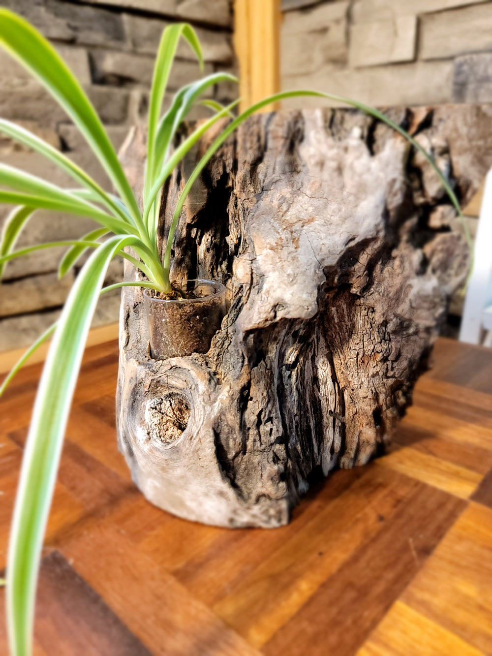 Long Island Sound Birch Upright Driftwood Planter