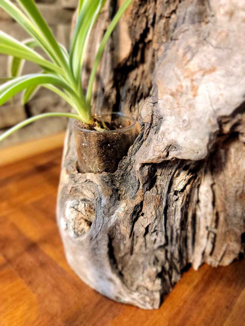 Long Island Sound Birch Upright Driftwood Planter