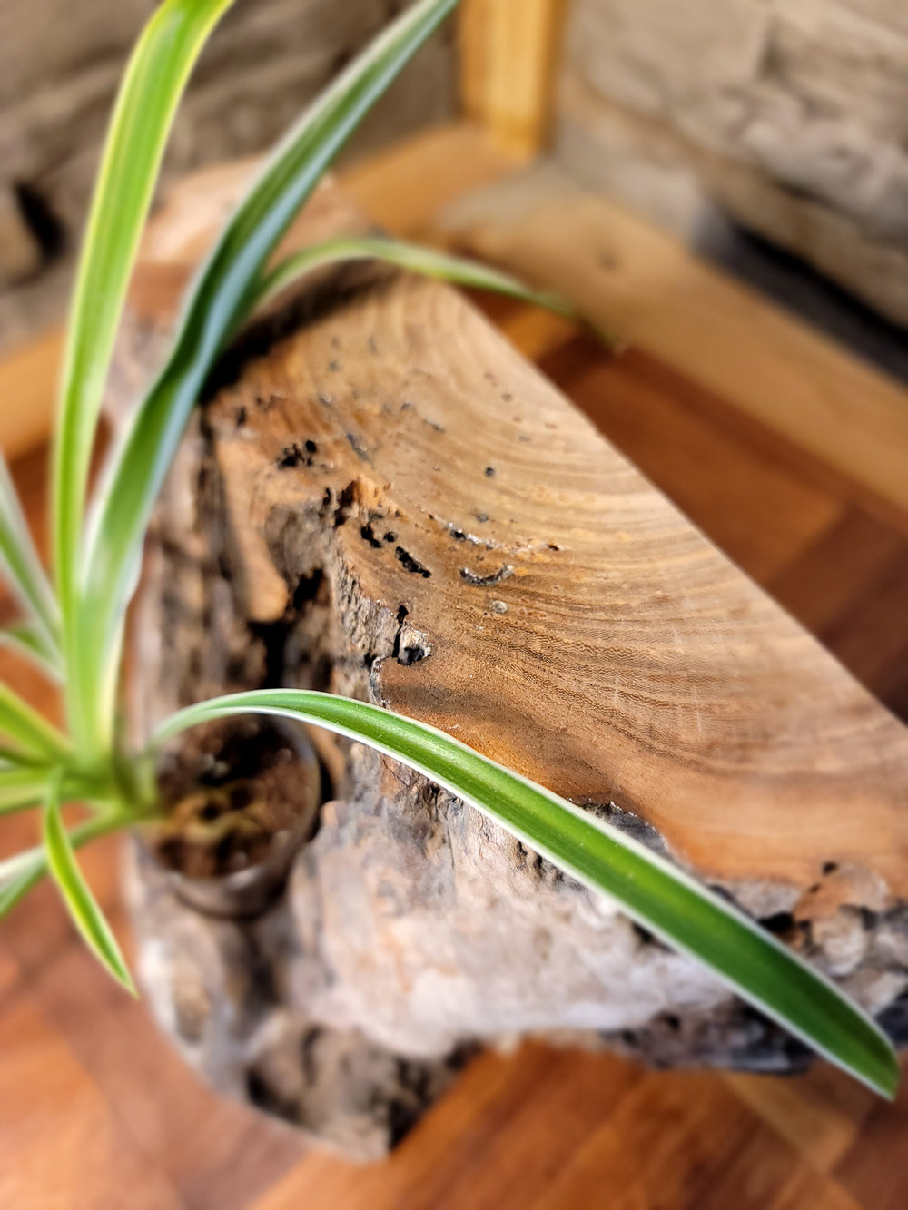 Long Island Sound Birch Upright Driftwood Planter