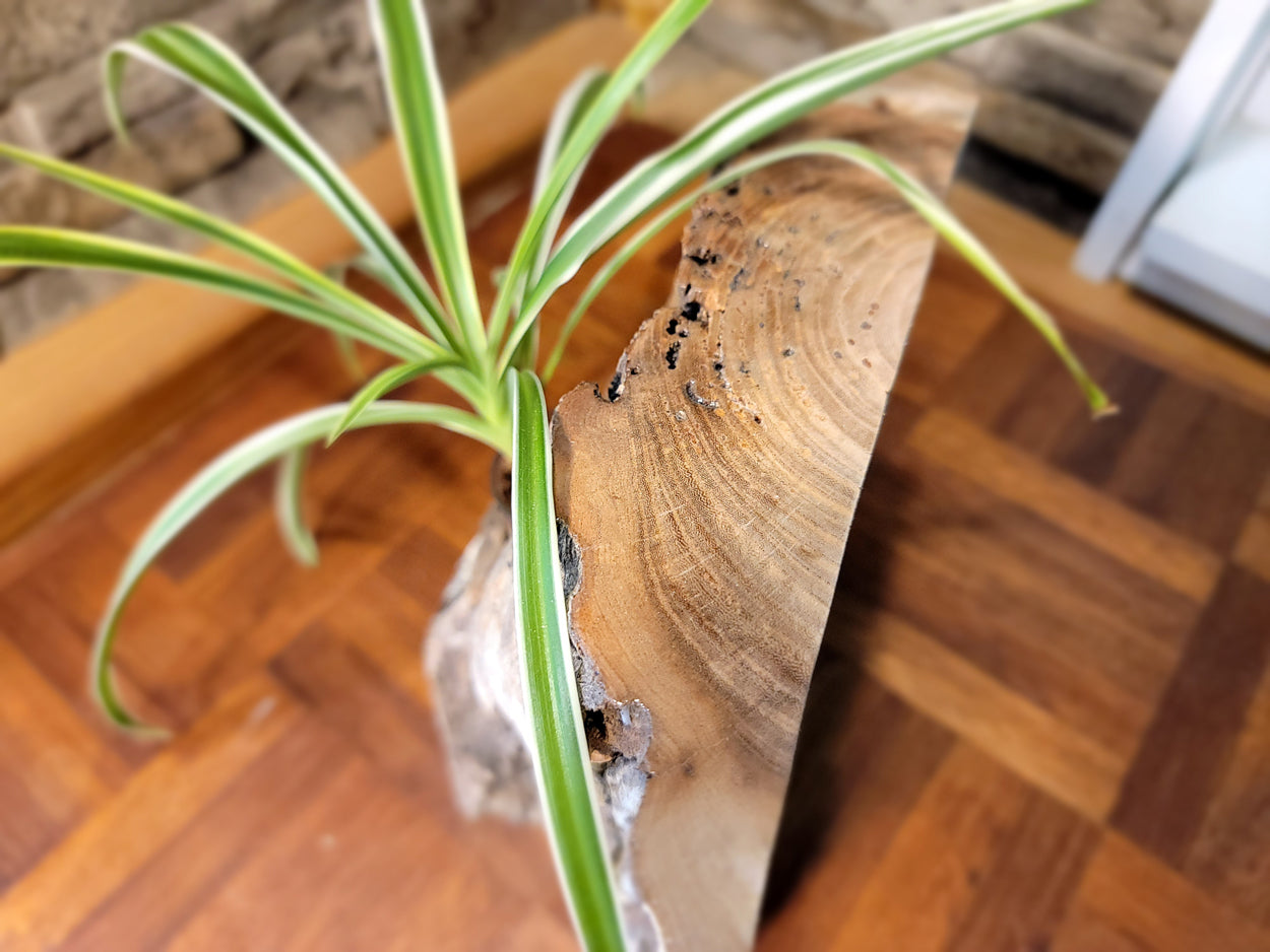 Long Island Sound Birch Upright Driftwood Planter