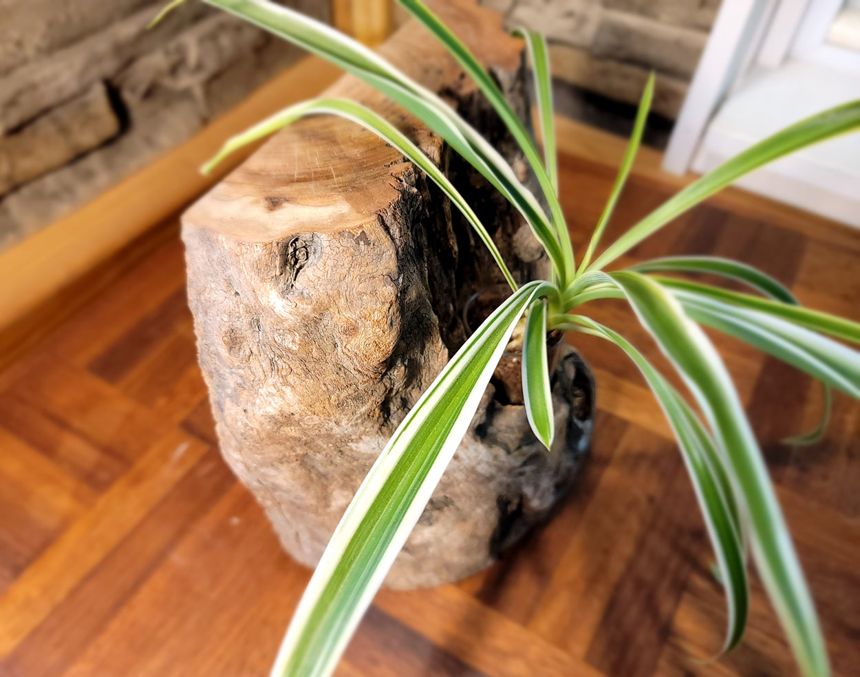 Long Island Sound Birch Upright Driftwood Planter