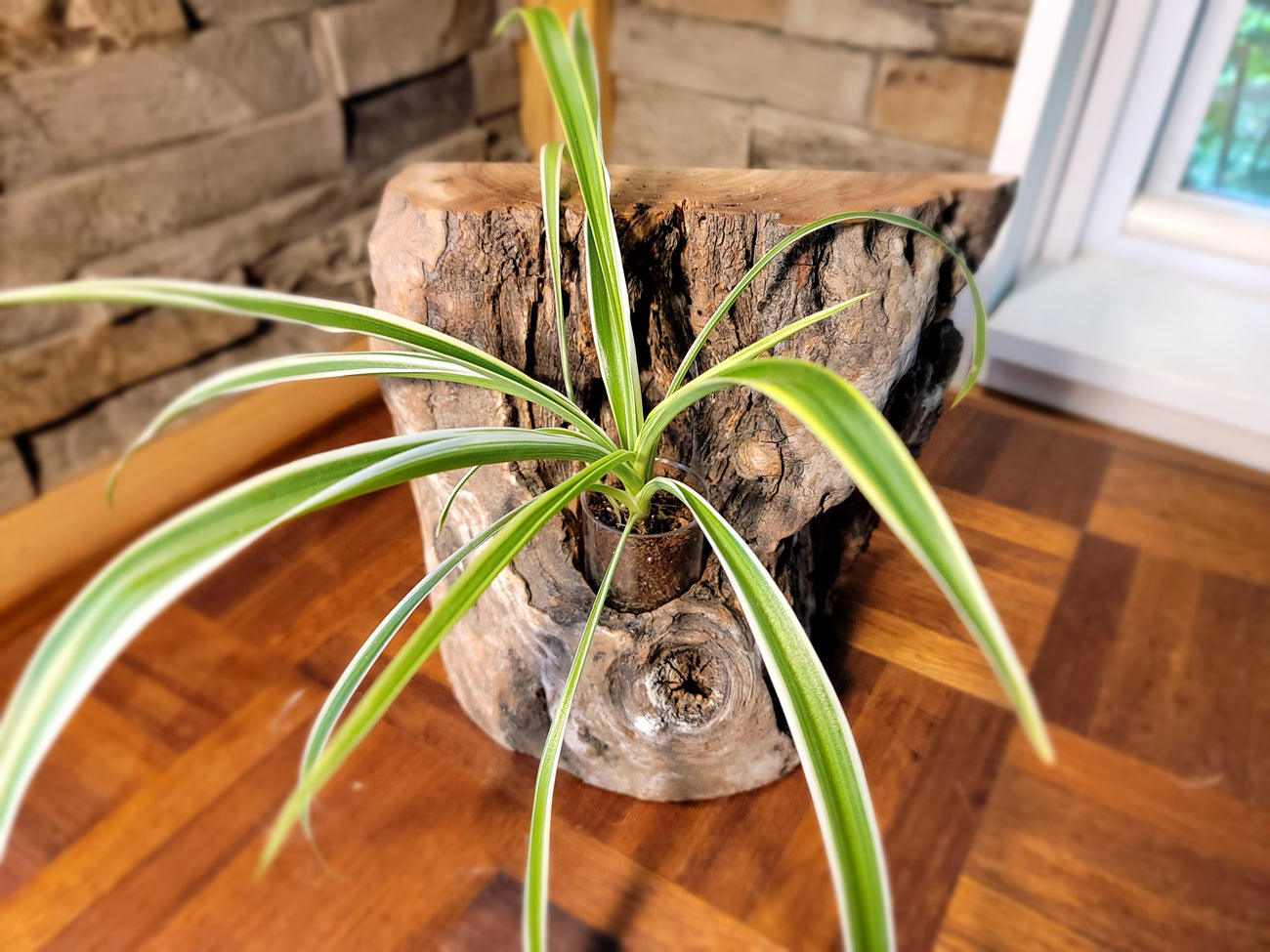 Long Island Sound Birch Upright Driftwood Planter