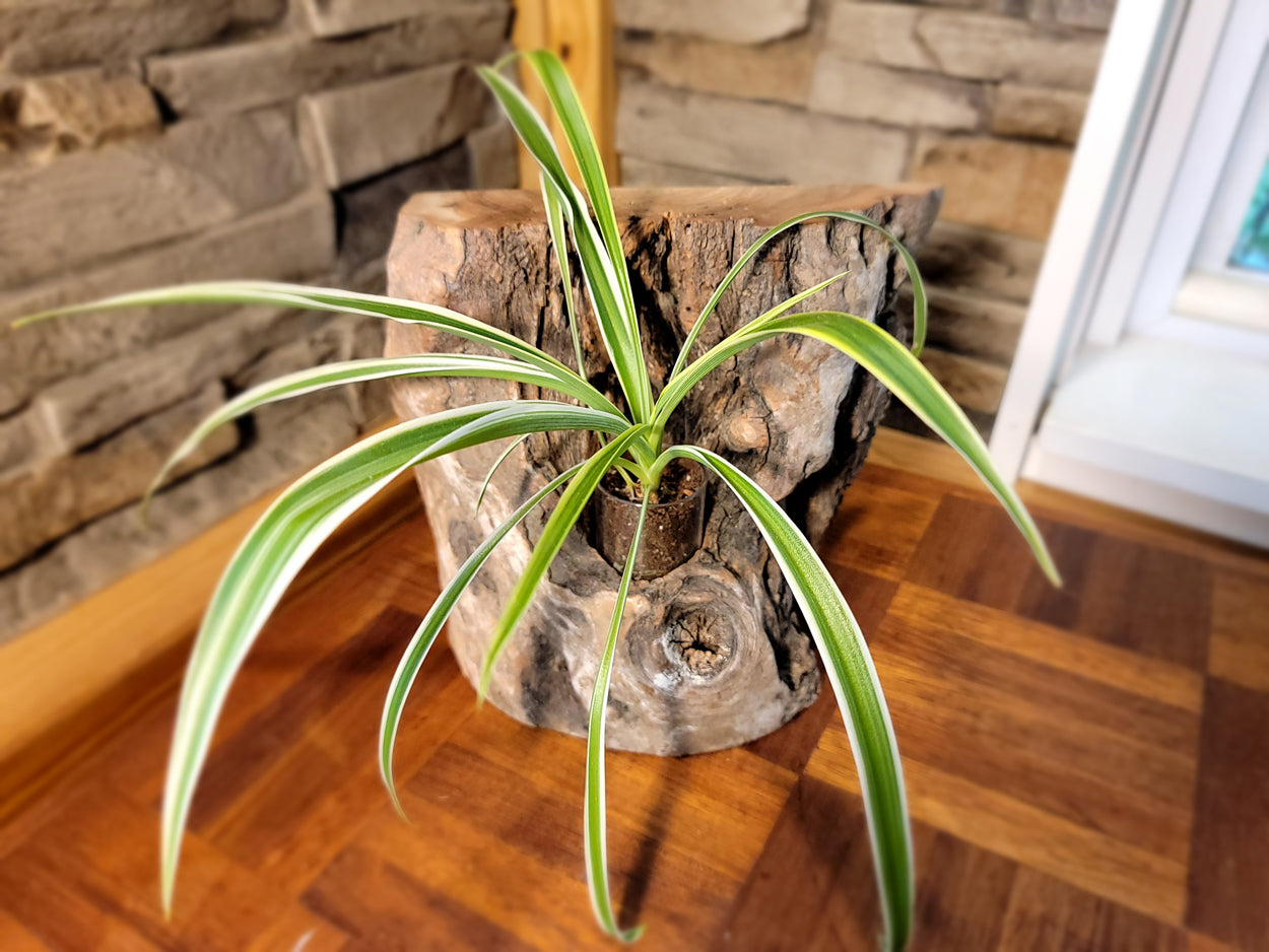 Long Island Sound Birch Upright Driftwood Planter
