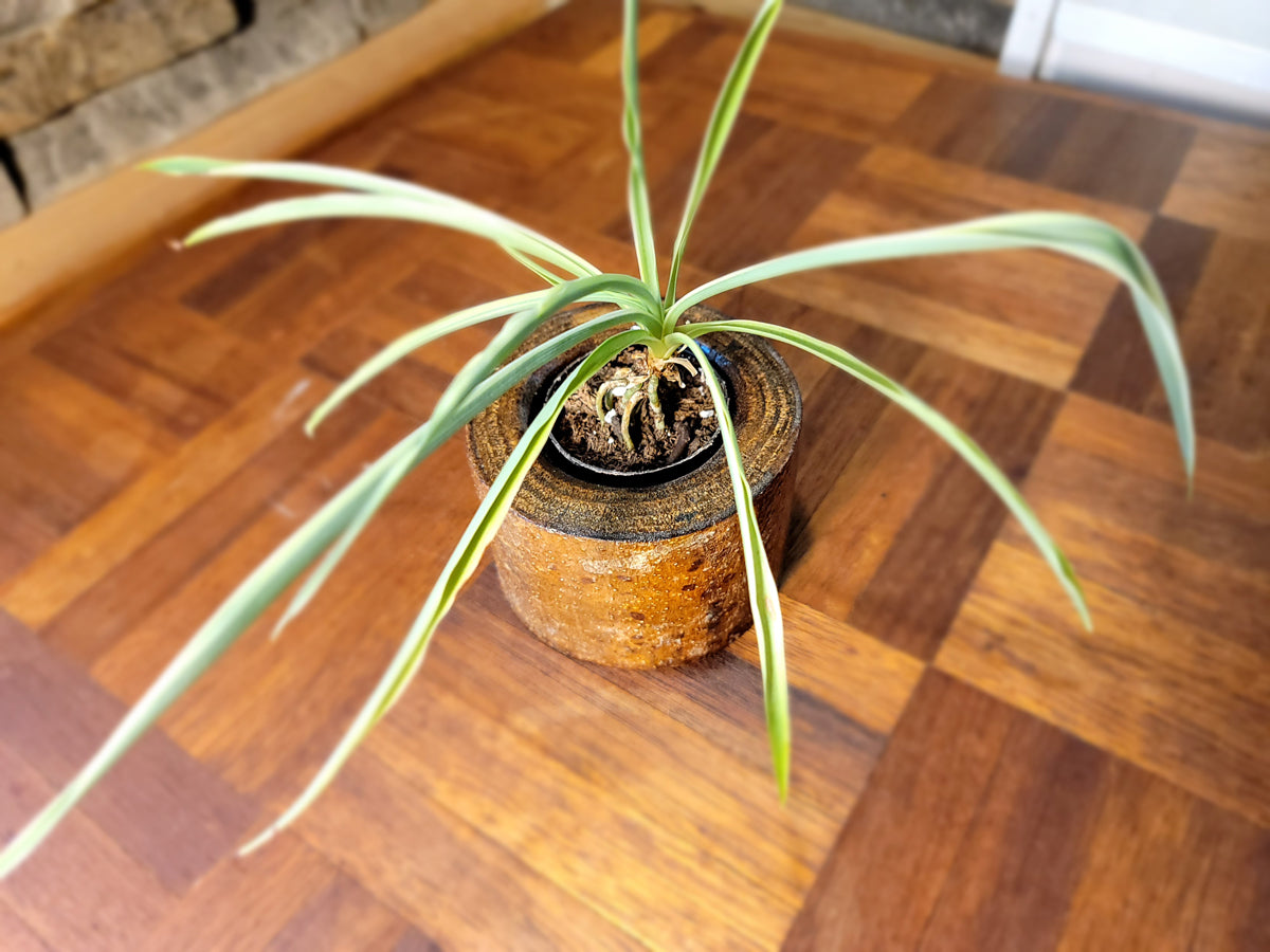 Artisan Chestnut Planter - Glossy Finish