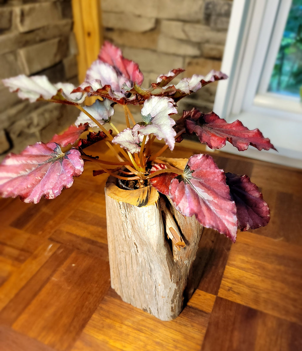 Pale Cedar Wood Planter Corner