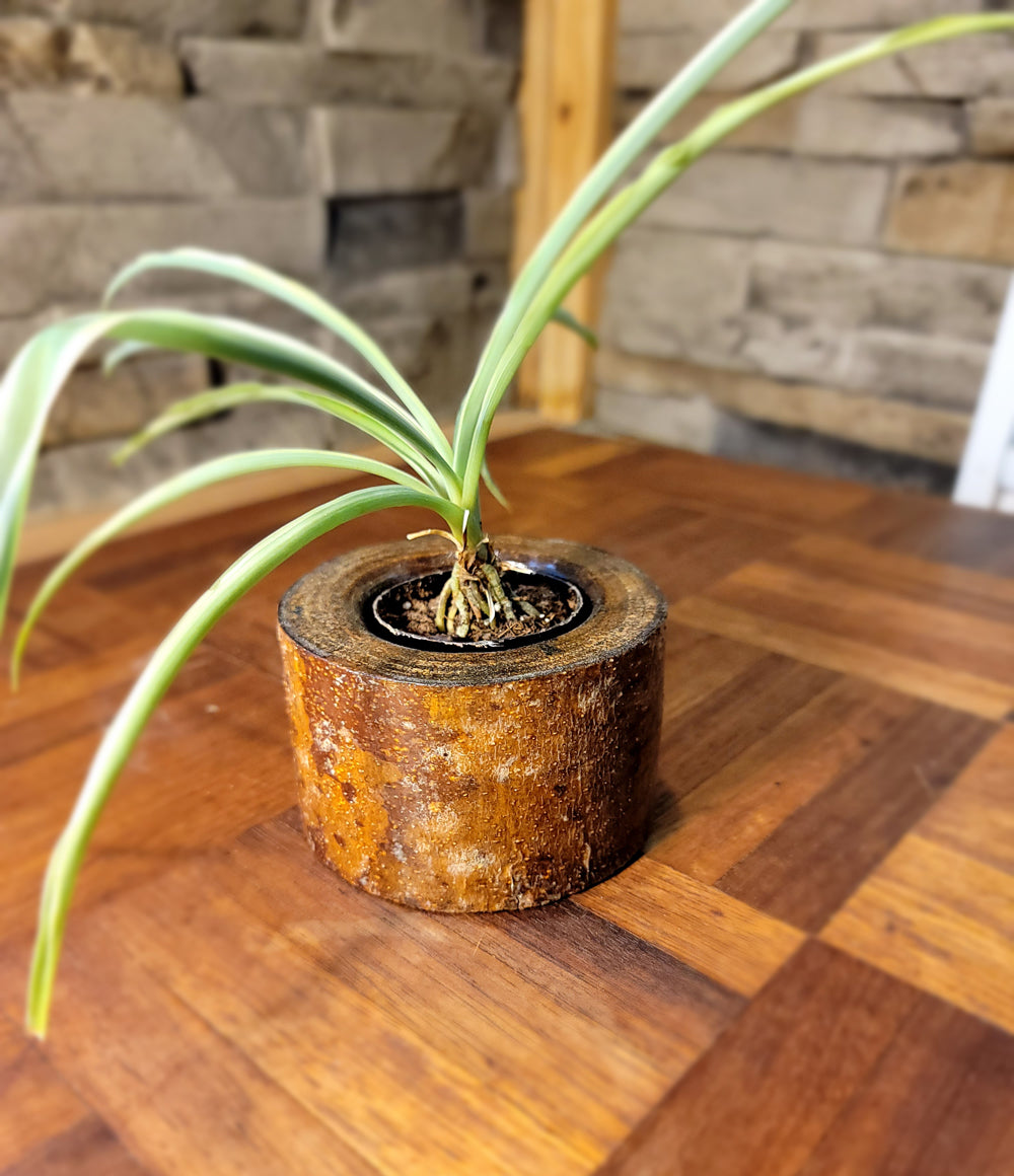 Artisan Chestnut Planter - Glossy Finish