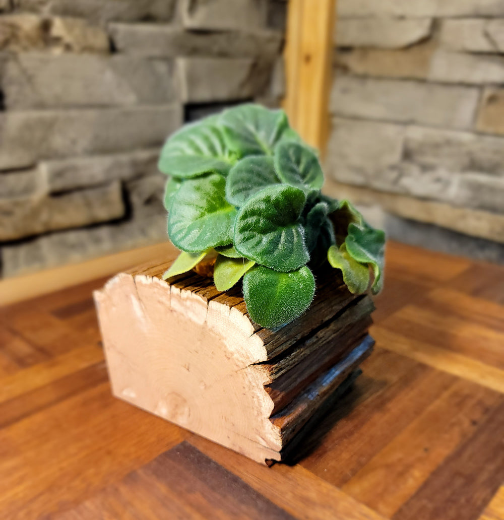 Handmade Cedar African Violet Planter