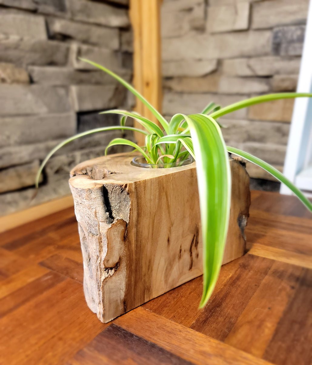 Long Island Sound Hand-Crafted Birch Driftwood Planter