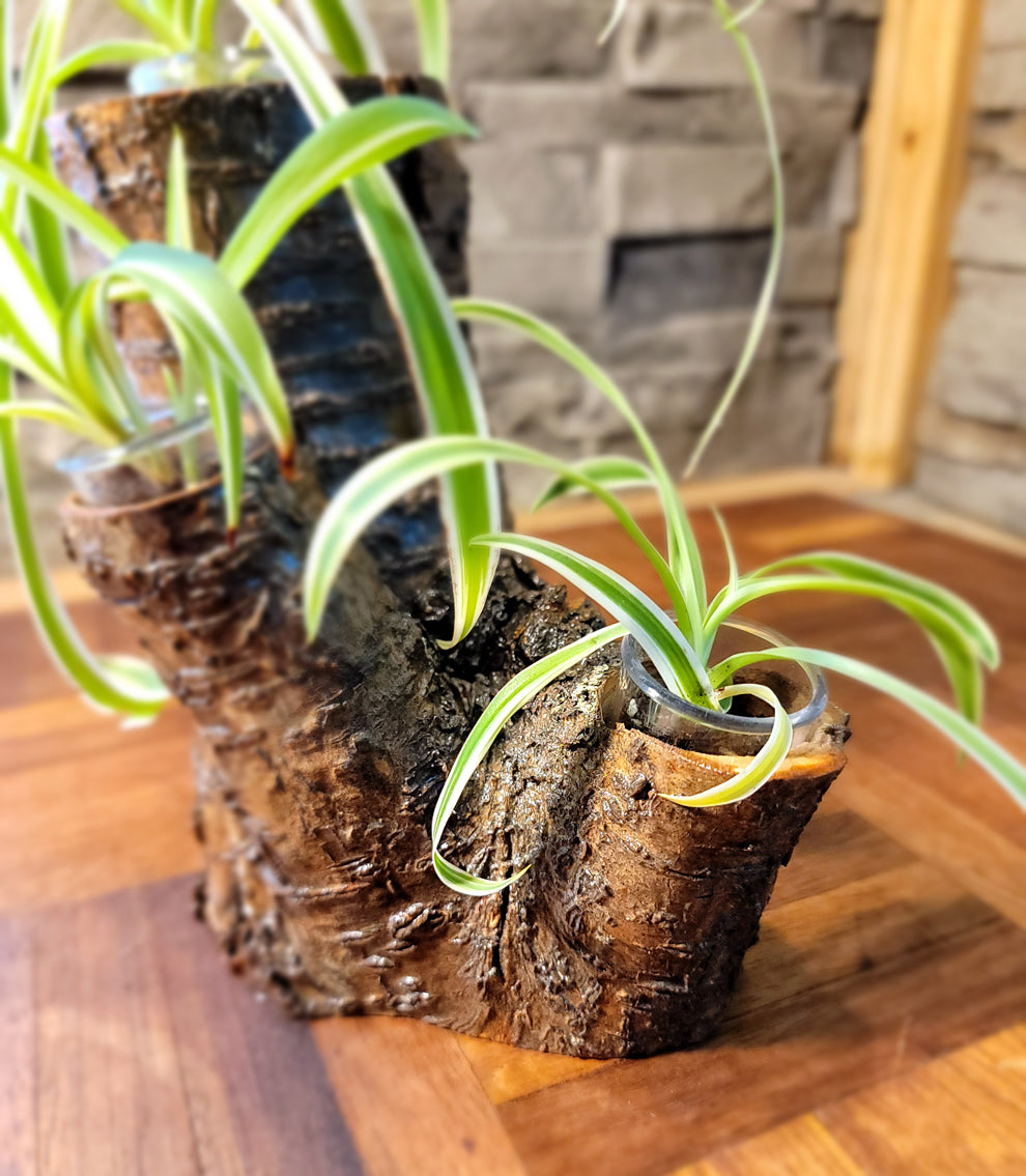 Handmade Tri-Plant Cedar Living Wood Planter