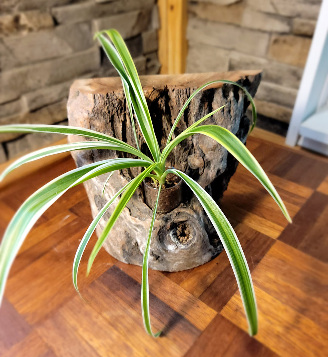 Long Island Sound Birch Upright Driftwood Planter