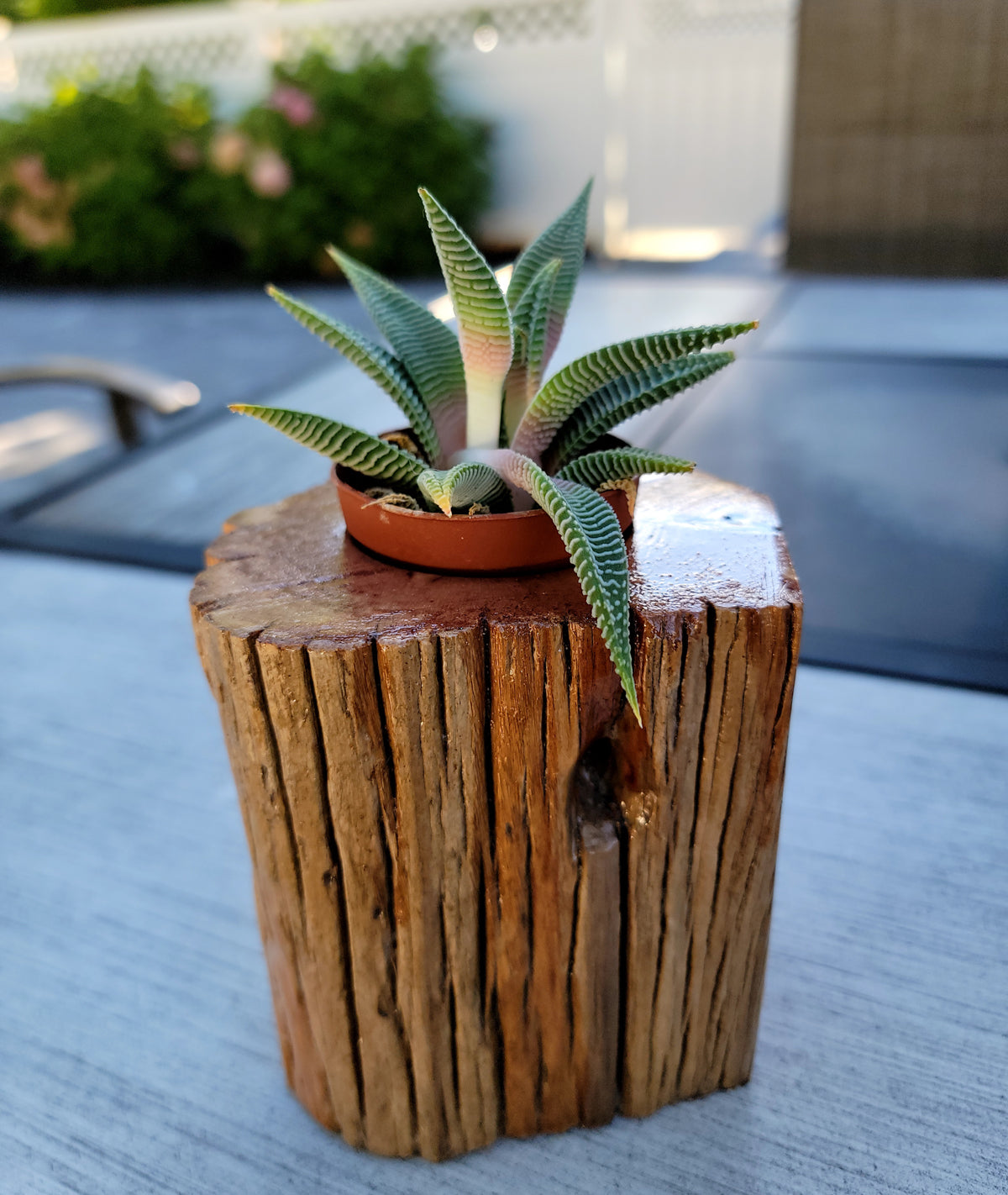 wood log succulent planter Handmade Cedar Living Wood Knot Planter – Living Planter Designs