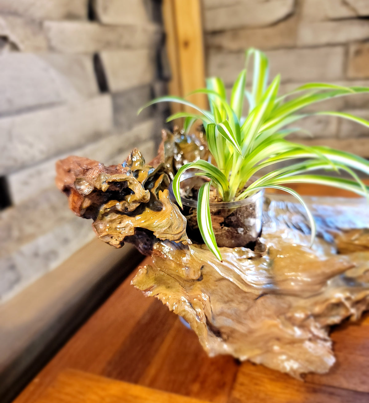 Handmade Driftwood Style Living Planter - Glossy Finish