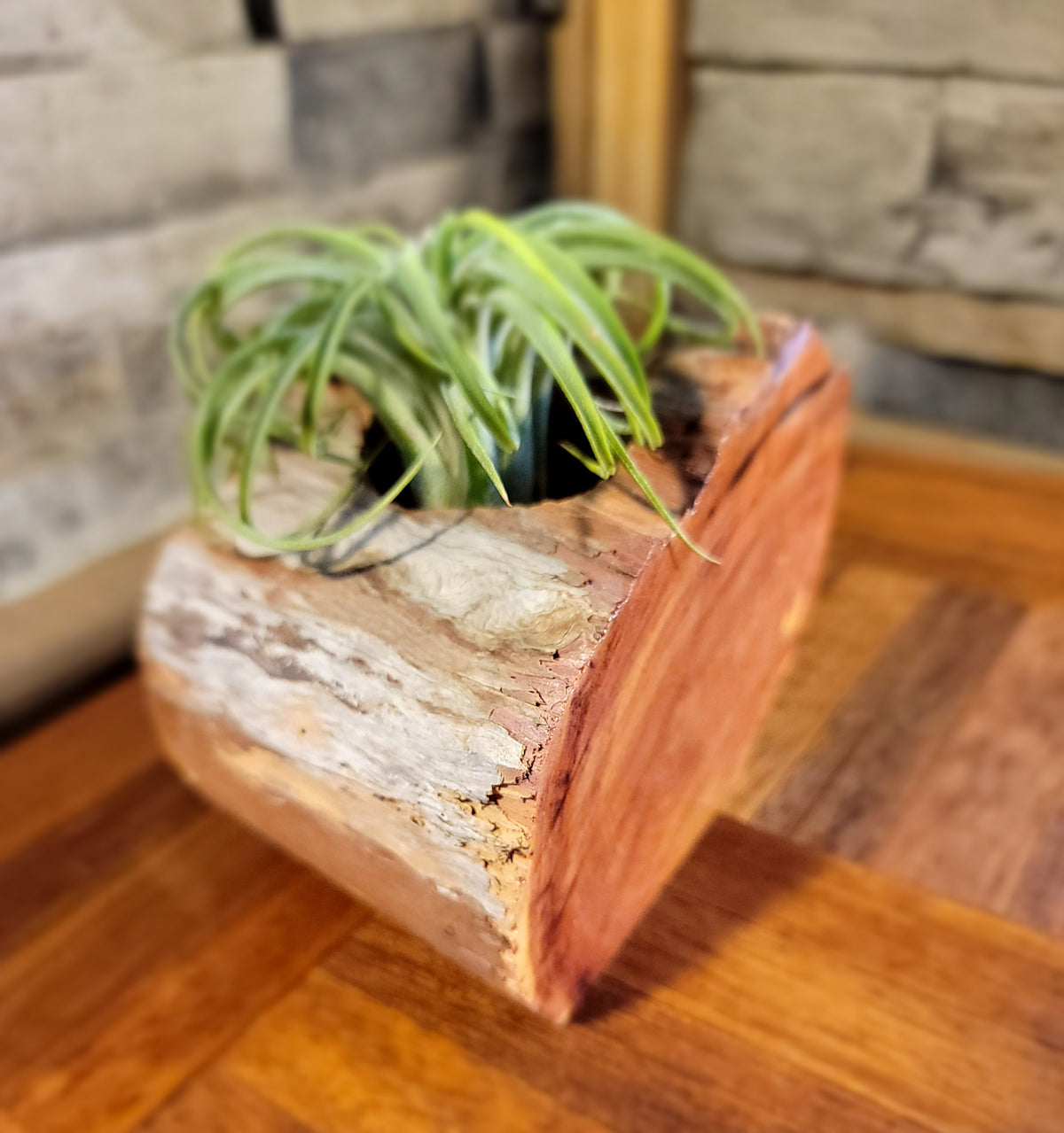 Organic Cedar Planter with Thriving Greenery, Upper Corner