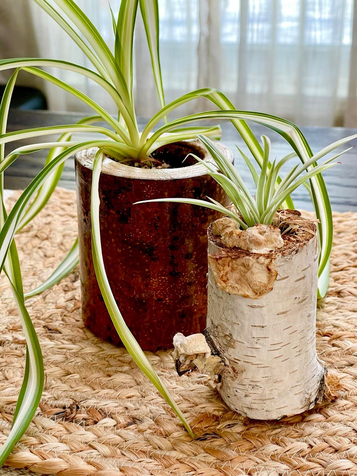 Handmade Chestnut Planter with glossy finish, showcasing the natural beauty of sustainably sourced chestnut wood, ideal for indoor plant pairing