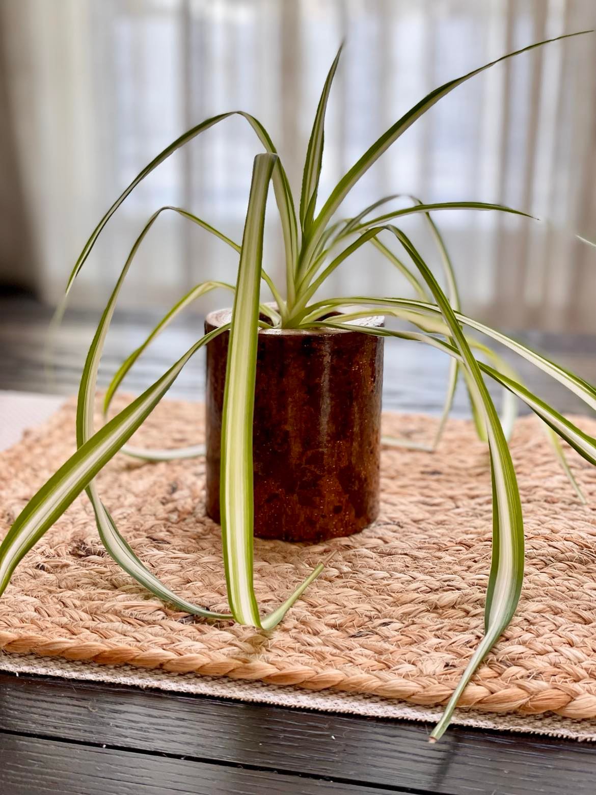 Handmade Chestnut Planter with glossy finish, showcasing the natural beauty of sustainably sourced chestnut wood, ideal for indoor plant display