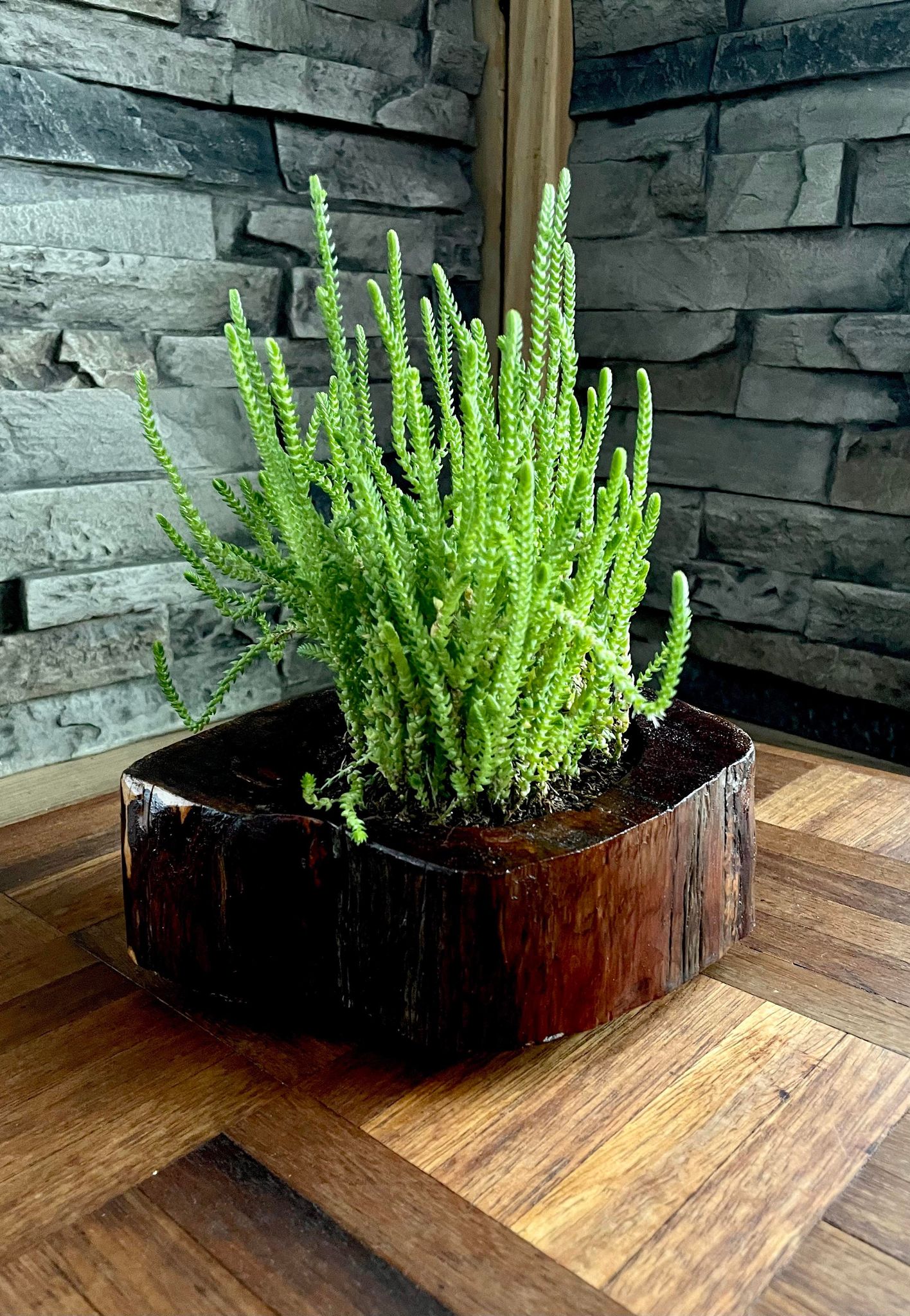 Red Cedar Repurposed Living Planter
