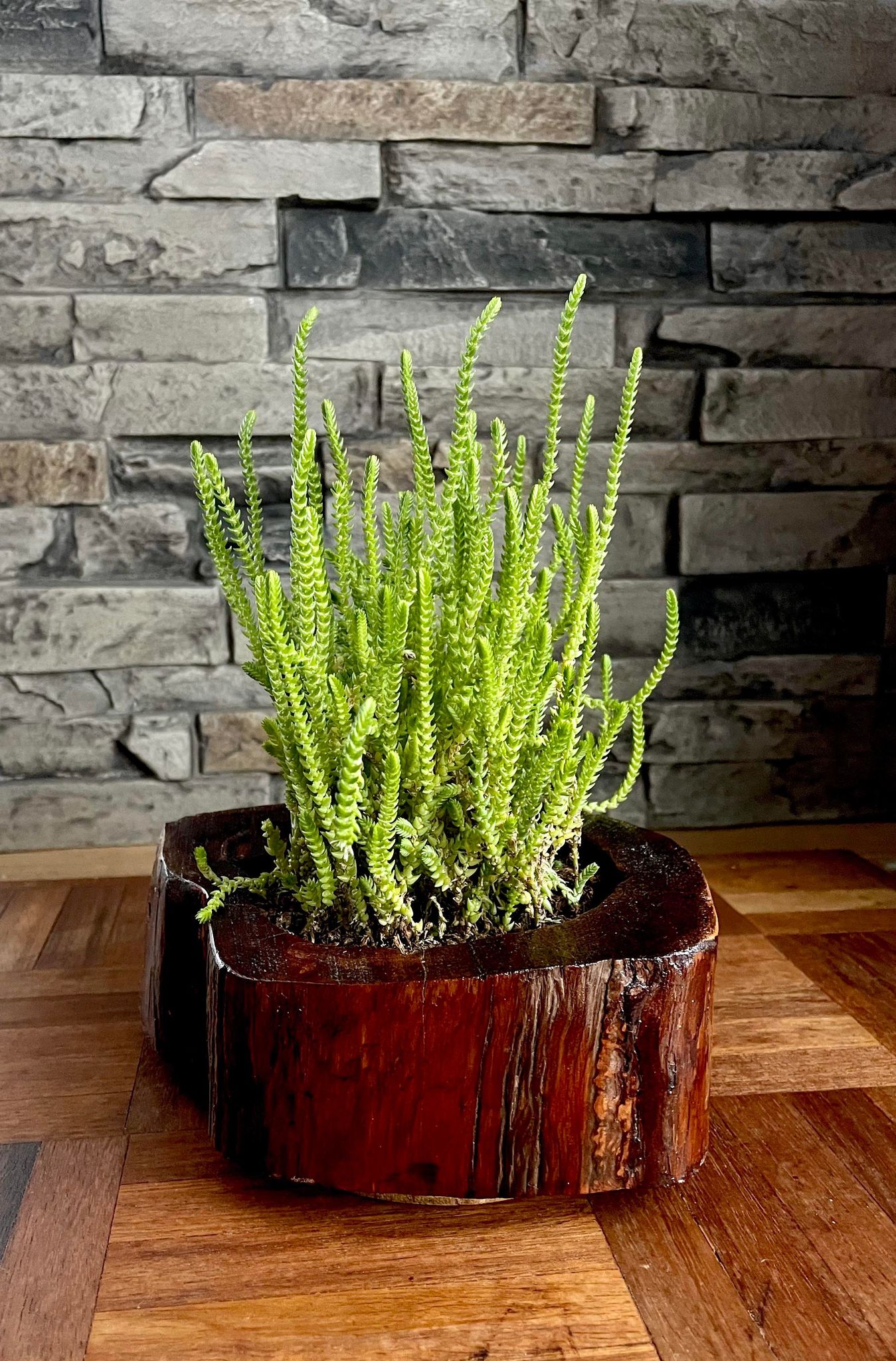 Red Cedar Repurposed Living Planter