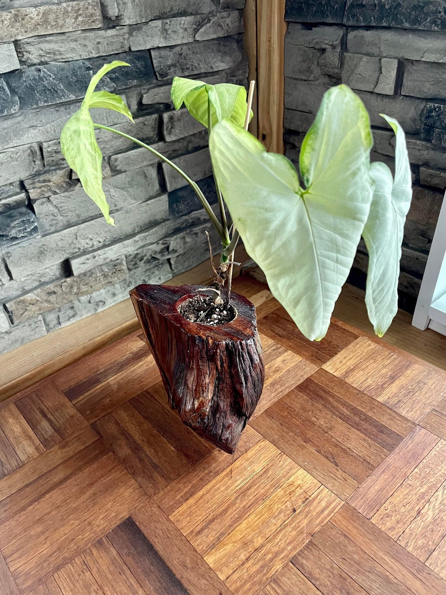 Red Cedar Tall Living Wood Planter - Glossy Finish
