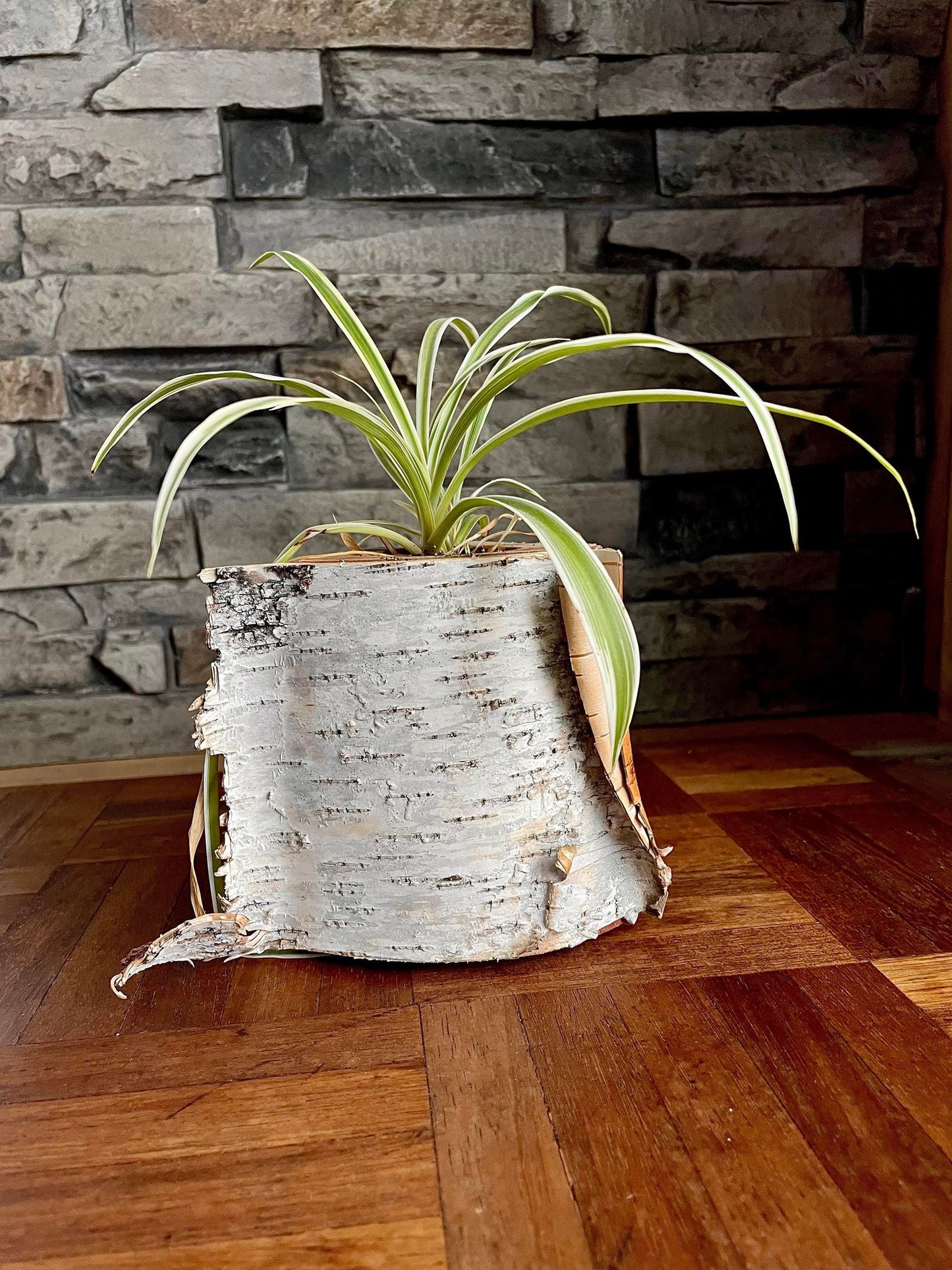 White Birch Living Planter - Natural Finish