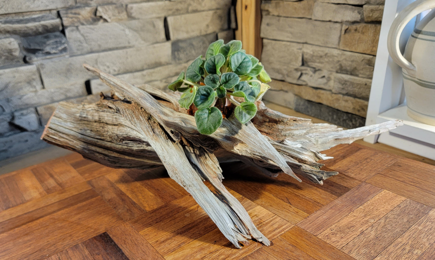 Handmade Long Driftwood Style Living Planter