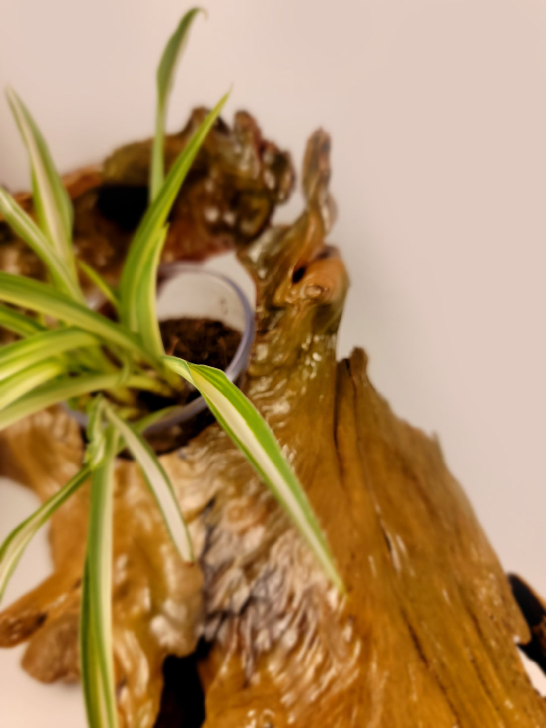 Handmade Driftwood Style Living Planter - Glossy Finish