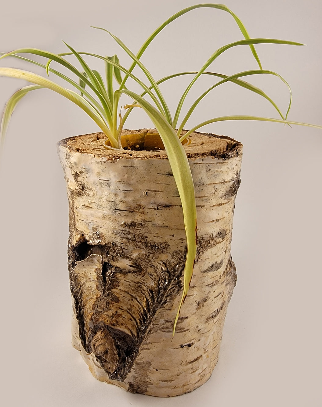 White Birch Living Planter - Glossy Finish