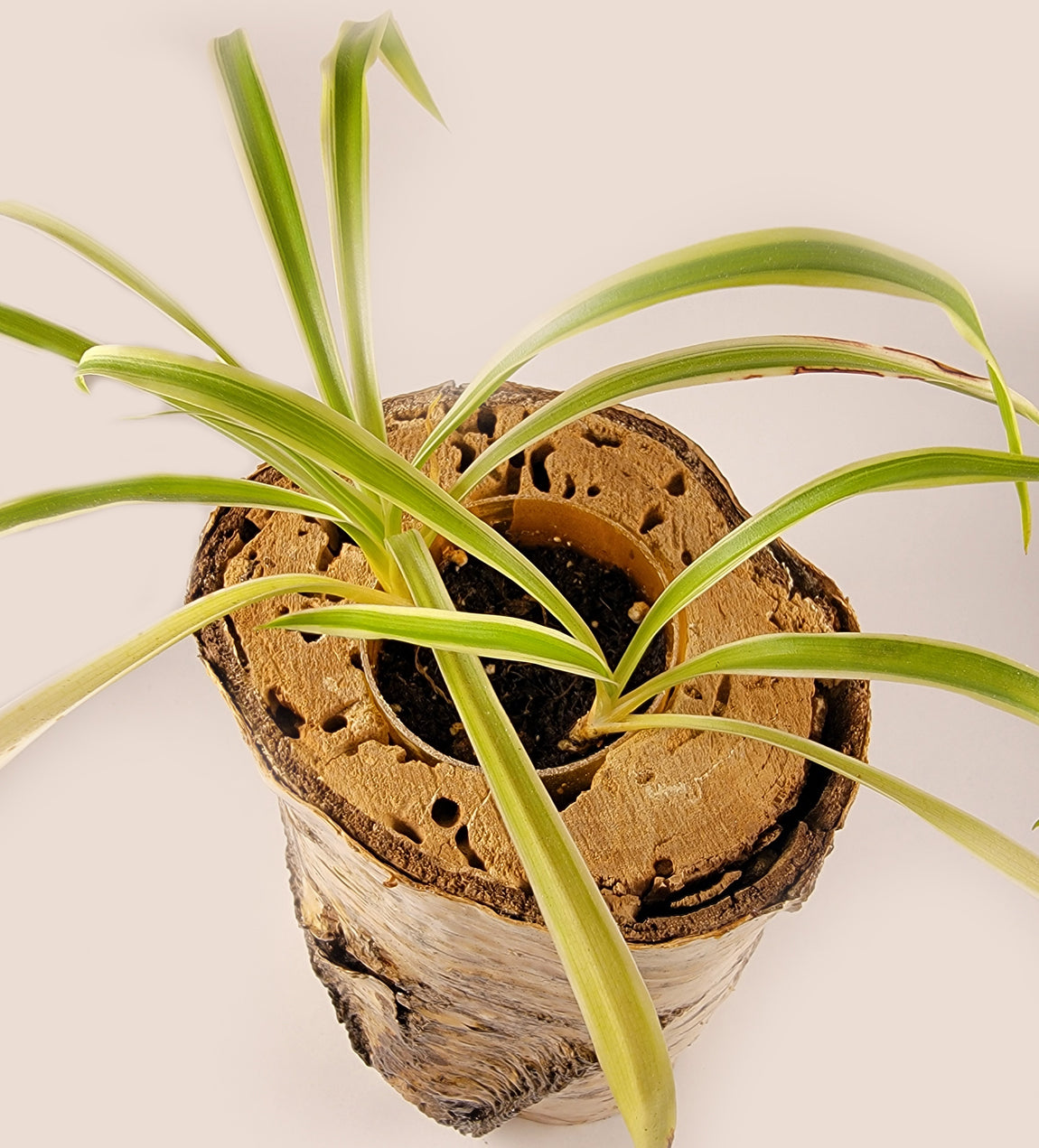 White Birch Living Planter - Glossy Finish