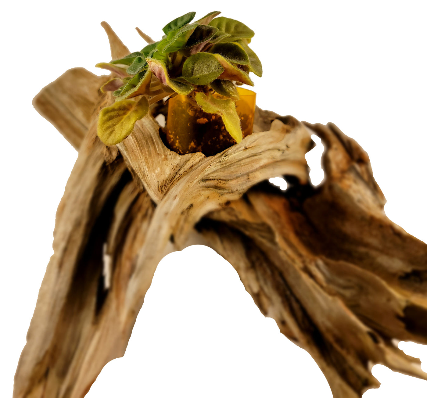 Handmade Long Driftwood Style Living Planter